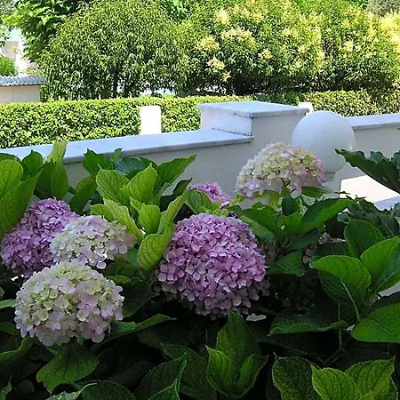 Danae Hotel Limenas (Thasos)