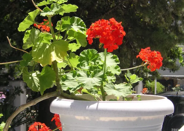 达娜厄酒店 酒店